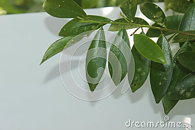 Erythroxylum moonii Hochr, Erythroxylum acuminatum, Erythroxylum lucidum Moon Stock Photo