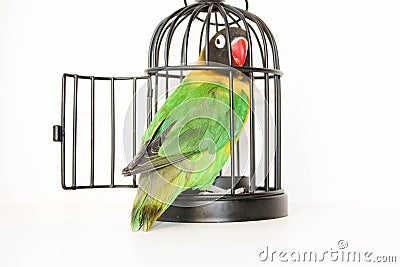 The escape. Parrot in a cage with an open door Stock Photo