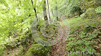 Escape into the woods. Subjective Escape into the woods. Subjective