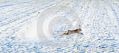 Escaping hare Stock Photo