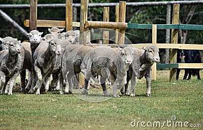 Escaping sheeps in agriculture farm in Australia Stock Photo