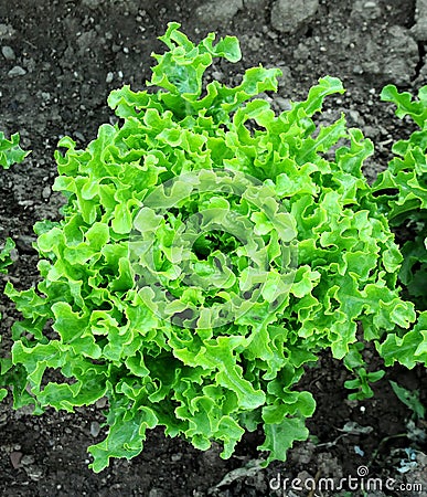 Escarole in the Ground Stock Photo