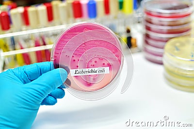 Escherichia coli Stock Photo