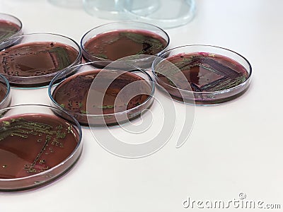 Escherichia coli E.coli cultured with Eosin Methylene Blue EMB Agar in Petri dish show the metallic green sheen colonies using Stock Photo