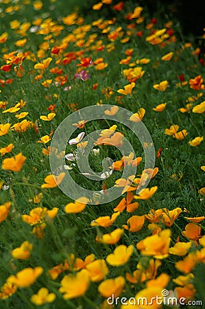 Eschscholzia Californica Stock Photo