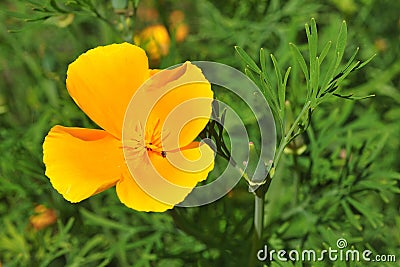 Eschscholzia californica California poppy Stock Photo