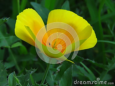 Eschscholzia californica, California poppy. Garden orange yellow translucent poppy flower. Stock Photo