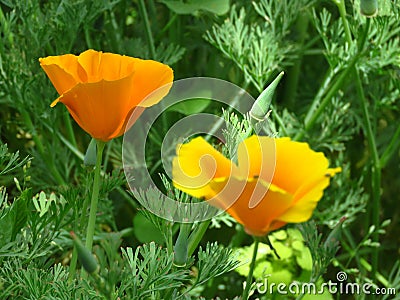 Eschscholzia californica, California poppy. Garden vivid orange yellow translucent poppy flower on green leaves background. Stock Photo