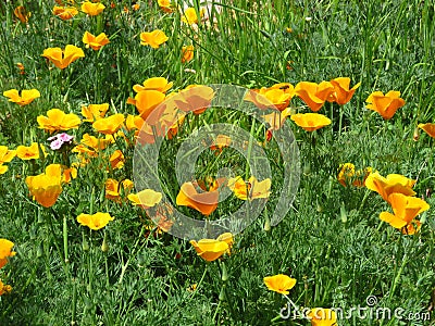 Eschscholzia californica, California poppy. Garden vivid orange yellow translucent poppy flower on green leaves background. Stock Photo