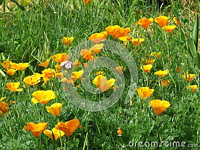 Eschscholzia californica, California poppy. Garden vivid orange yellow translucent poppy flower on green leaves background. Stock Photo