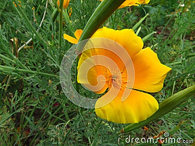 Eschscholzia californica, California poppy meadow. Garden vivid orange yellow translucent poppy flower on green leaves background. Stock Photo