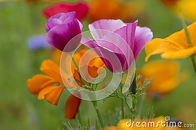 Eschscholzia californica cup of gold flowers in bloom, californian field, ornamental wild plants on a meadow Stock Photo