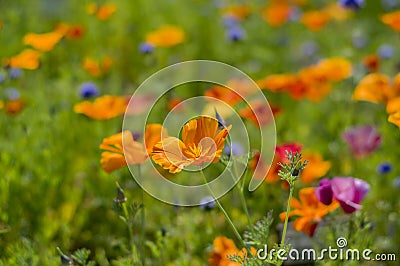 Eschscholzia californica cup of gold flowers in bloom, californian field, ornamental wild plants on a meadow Stock Photo