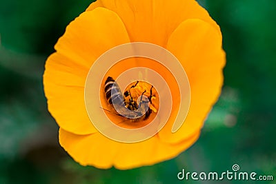 Eschscholzia californica cup of gold bunch of flowers in bloom, Stock Photo