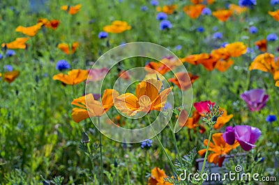 Eschscholzia californica cup of gold flowers in bloom, californian field, ornamental wild plants on a meadow Stock Photo