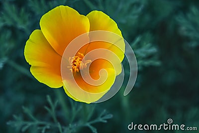 Eschscholzia californica, Fields of California Poppy during peak blooming time Stock Photo