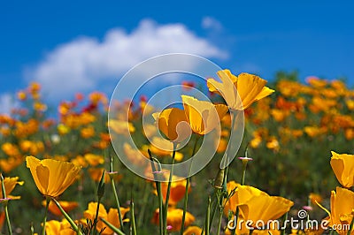 Eschscholzia californica Stock Photo