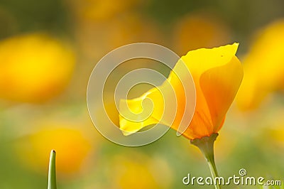 Eschscholzia californica, yellow and orange poppy wild flowers. Stock Photo