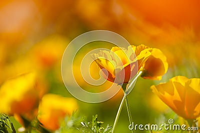 Eschscholzia californica, yellow and orange poppy wild flowers. Stock Photo