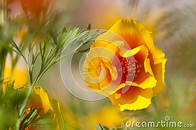 Eschscholzia californica, yellow and orange poppy wild flowers. Stock Photo