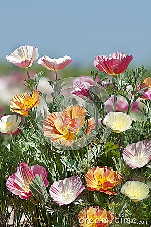 Eschscholzia Stock Photo