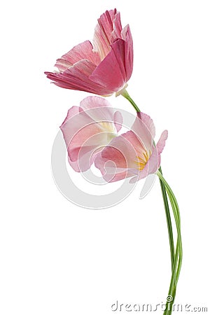 Eschscholzia Stock Photo