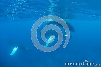 Escort, Mother and Calf Humpback Whales Stock Photo