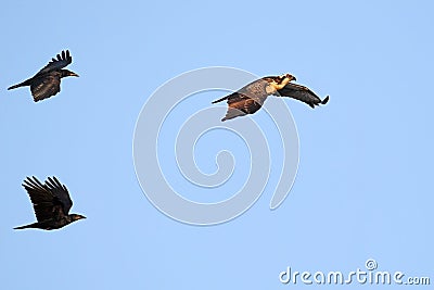 Escort. Two crows pursue an osprey in the air Stock Photo