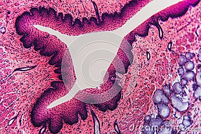 Esophagus dog- Abstract background cell Stock Photo