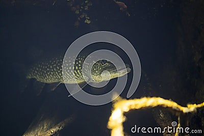 Esox lucius underwater, pike swimming underwater Stock Photo