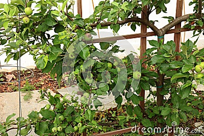 An Espalier Apple Tree attached to a wood trellis filled with a mass of apple growing on the branches Stock Photo