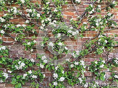 Espalier fruit tree trained against a brick wall. Stock Photo