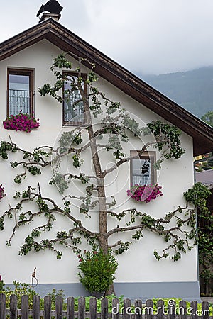 Espalier pear tree growing along the wall of a house Stock Photo