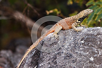 EspaÃ±ola lava lizard, male Stock Photo