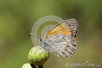 Esperarge climene , The Iranian argus butterfly on flower bud Stock Photo