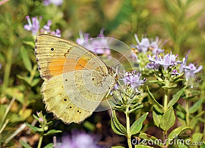 Esperarge climene , The Iranian argus butterfly on flower Stock Photo