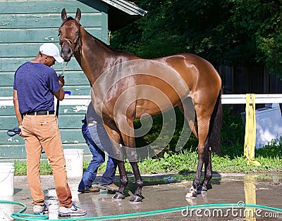 Espresso Shot Bathing on the Saratoga Backstretch Editorial Stock Photo