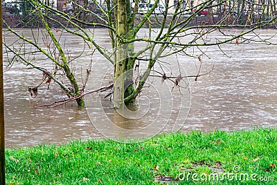 Tree in the middle of the flood Editorial Stock Photo