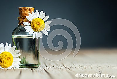 Essential camomile oil in glass bottle with fresh chamomile flowers, fragrant daisy oil, beauty treatment Stock Photo