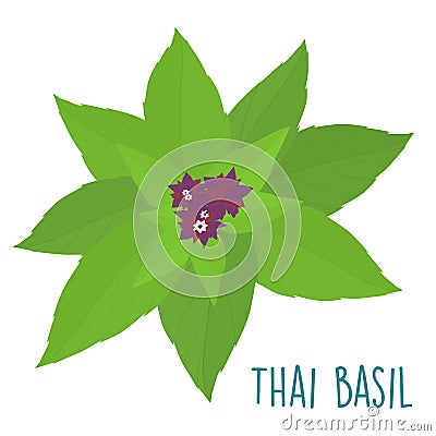 Essential ingredient fresh Thai basil leaf Vector Illustration