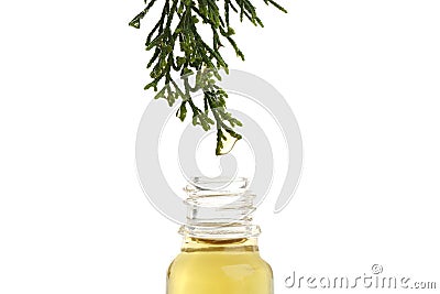 Essential oil dropping from pine branch into little bottle Stock Photo