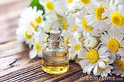 Essential oil in glass bottle with fresh chamomile flowers, beauty treatment. Spa concept. Selective focus. Fragrant oil of chamom Stock Photo