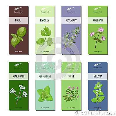 Essential oil labels collection. Basil, parsley, rosemary, oregano, marjoram, peppermint, melissa, thyme. Stripes Vector Illustration