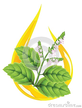 Essential oil of patchouli Vector Illustration