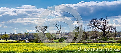 Essex Farmland in Spring with seed crop Stock Photo