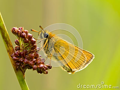 Essex skipper with green background Stock Photo