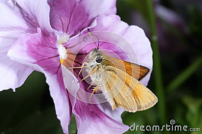 Essex skipper, thymelicus lineola Stock Photo