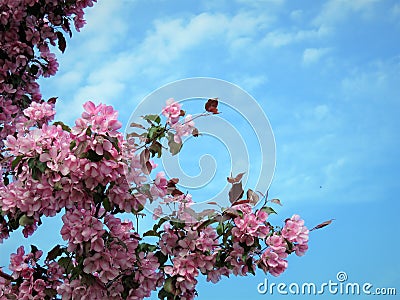 In Estonia spring.Sakura color sky clear blue 2018 Stock Photo