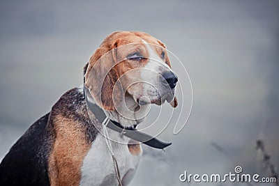 Estonian Hound Stock Photo