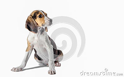 Estonian Hound puppy sits on a white background Stock Photo